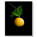 Lisa Romerein: Meyer Lemon for General Public